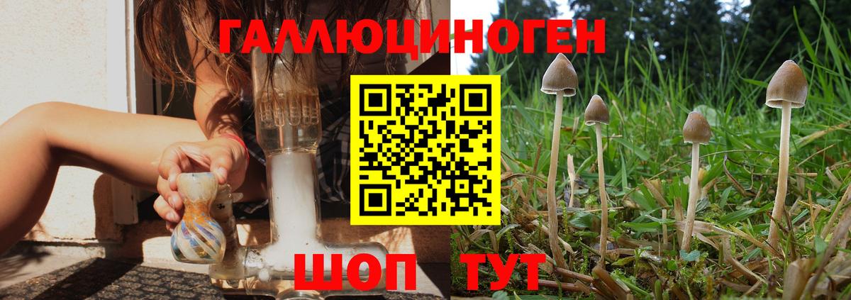Владимир  Псилоцибиновые грибы Psilocybe  Вход с VPN 